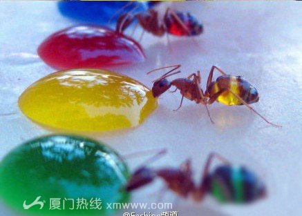 多彩螞蟻