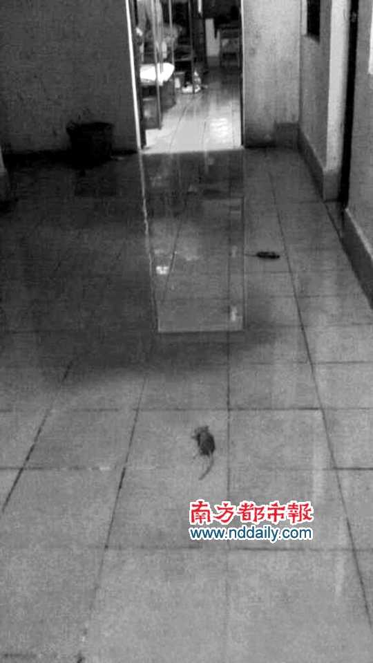 樓道的死老鼠