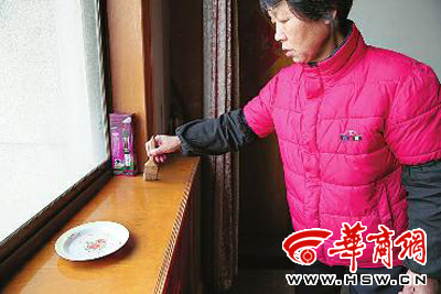 王女士用糖水做誘餌,用刷子捕殺小黃家蟻